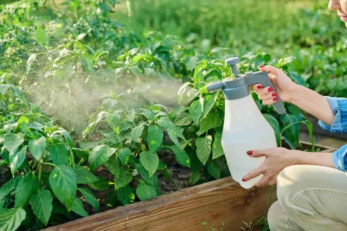 تصویر 2 از خرید کود مایع مرغی کال + قیمت فروش استثنایی